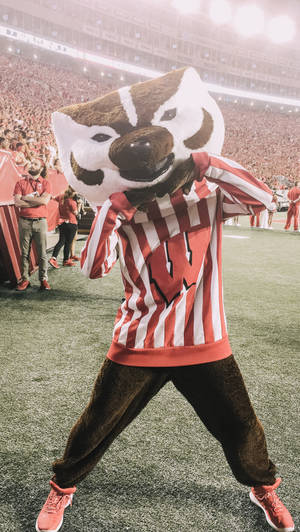 University Of Wisconsin-madison Mascot Wallpaper