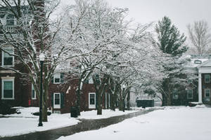 University With Snow Covered Trees Wallpaper