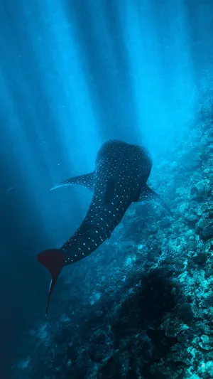 Unleash Your Inner Shark With The Latest Edition Of The Iphone Wallpaper