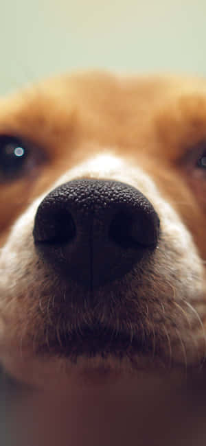 Unlock Your Digital World With A Dog Iphone Wallpaper