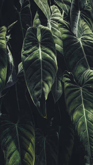 Unplug And Enjoy Your Favorite Tropical Spot With Your Iphone Wallpaper