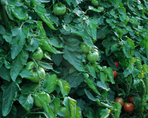 Unripe And Ripe Tomato Fruits Wallpaper