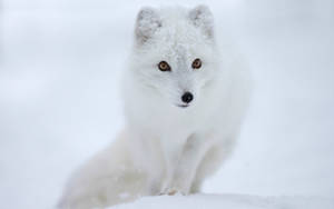 Untamed Animal Arctic Fox Wallpaper