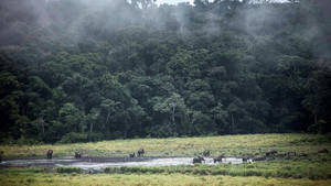 Untouched Forest In Gabon Wallpaper