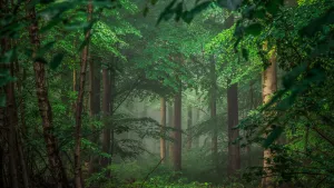 Unveiling The Beauty Of A Tropical Jungle In 8k Ultra Hd Wallpaper