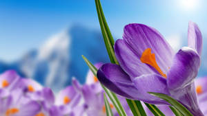 Up-close View Of A Saffron Crocus Wallpaper