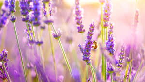 Upgrade And Unwind In Style With Lavender Aesthetic Laptop Wallpaper