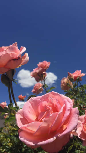 Upgrade Your Mobile Device With Beautiful, Floral Aesthetic Wallpaper