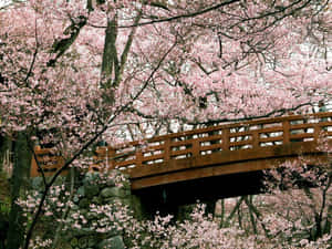 Upgrade Your Workspace With A Sakura Pc Wallpaper