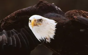 Us Eagle Fierce Look Wallpaper