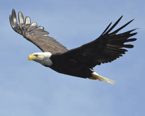 Us Eagle In The Sky Wallpaper
