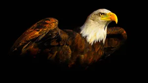 Us Eagle Sunshine Wallpaper