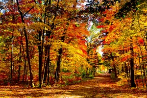 Usa Autumn Season Wallpaper