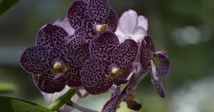 Vanda Orchid Flowers Wallpaper