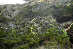 Vanuatu Mossy Rocks Wallpaper