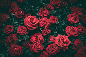 Varied Color Roses Bring Life To A Desktop Wallpaper