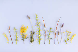 Varieties Of Flowers Aesthetic Mac Wallpaper