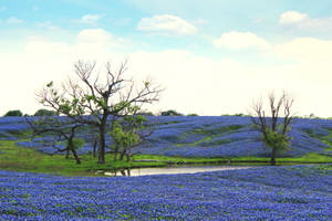 Vast Blue Flower Field Wallpaper