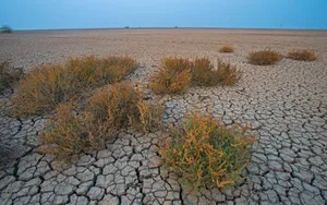 Vast Dried Mud Plain Shrubs Wallpaper