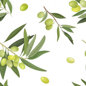 Vector Illustration Green Olive Fruit Wallpaper