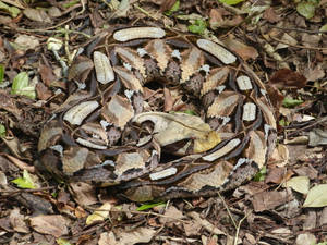 Venomous Gaboon Viper Camouflage Disguise Wallpaper