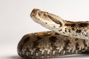 Venomous Snake Characteristics Mountain Viper Wallpaper