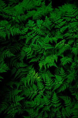 Verdant Fern Plant Phone Wallpaper