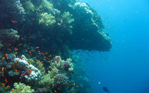 Vertical Corals Underwater Wallpaper