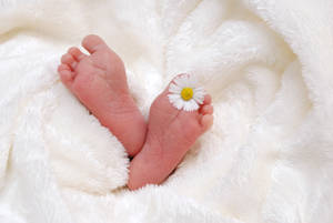 Very Cute Baby Feet Daisy Flower Wallpaper