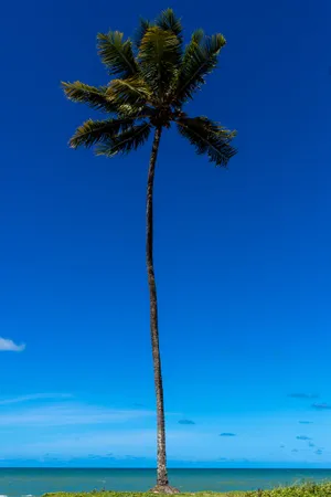 Very High Resolution Beach Palm Wallpaper
