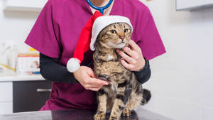 Veterinarian Holding Santa Hat Cat Wallpaper