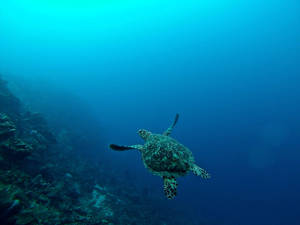 Vibey Deep Sea Turtle Wallpaper