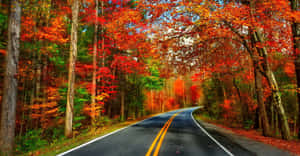 Vibrant Autumn Roadscape Wallpaper