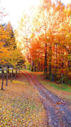 Vibrant Autumnal Colors Paint The Landscape Wallpaper