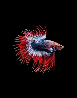 Vibrant Betta Fish Black Background.jpg Wallpaper