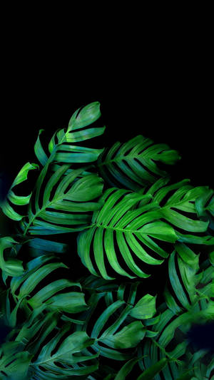 Vibrant Black And Green Palm Leaves Wallpaper