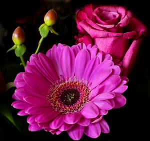 Vibrant Blooms Of Red And Pink Roses In A Picturesque Garden. Wallpaper