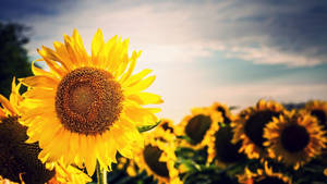 Vibrant & Colorful Sunflower Wallpaper Wallpaper