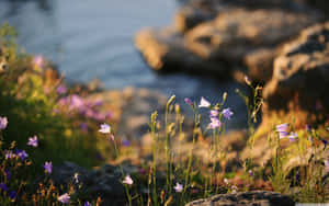 Vibrant Field Of Wildflowers Bursting With Breathtaking Colors Wallpaper