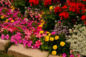 Vibrant Flower Garden Wallpaper