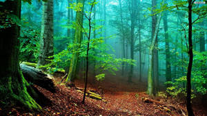 Vibrant Foggy Forest Wallpaper
