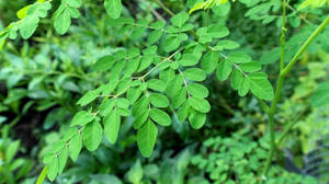 Vibrant Fresh Green Moringa Leaves Wallpaper