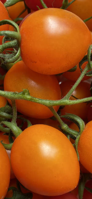 Vibrant Fresh Orange Tomatoes Up Close Wallpaper