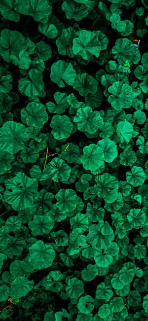 Vibrant Green Leaves Iphone X Nature Wallpaper