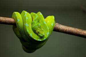 Vibrant Green Python Snake Wallpaper