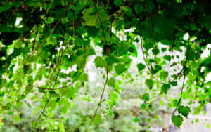 Vibrant Green Vine Canopy Wallpaper