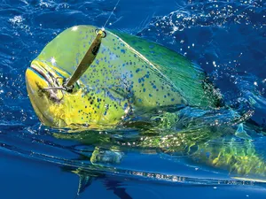 Vibrant Mahi Mahi Caughton Lure Wallpaper