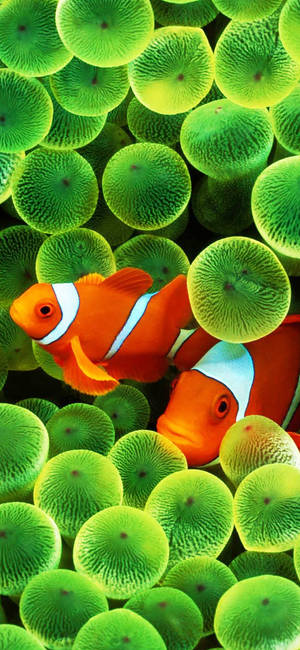 Vibrant Oled Display Of Clown Fish On Iphone Wallpaper