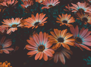 Vibrant Orange Daisy Osteospermum Flowers Wallpaper
