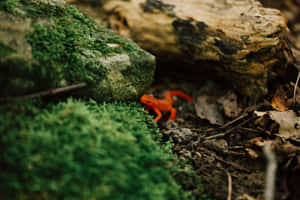 Vibrant Orange Newtin Natural Habitat.jpg Wallpaper